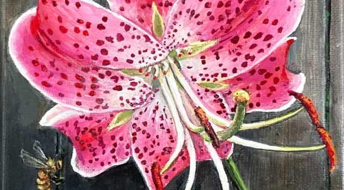 Imperial Pink Lily